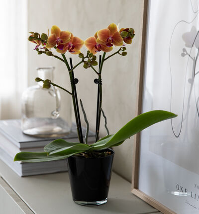 Gyllen midi orkide i sort potte Gyllen midi orkide i sort potte